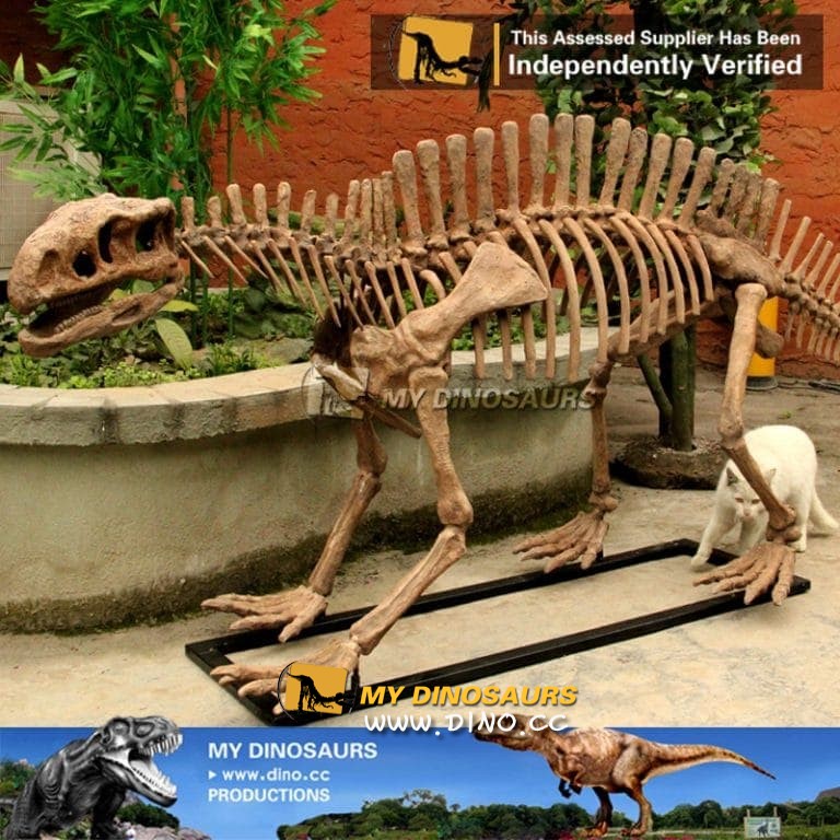 DS-025  主题公园道具恐龙骨架-仿真芙蓉龙骨架