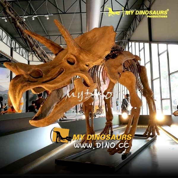 DS-081 出售全尺寸恐龙骨架三角龙骨架