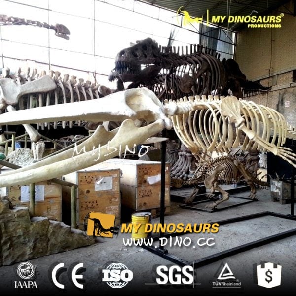 AS-030自然馆展品仿真海洋生物化石骨架-仿真鲸骨架