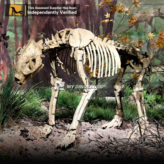 AS-059  博物馆收藏熊猫化石骨架模型