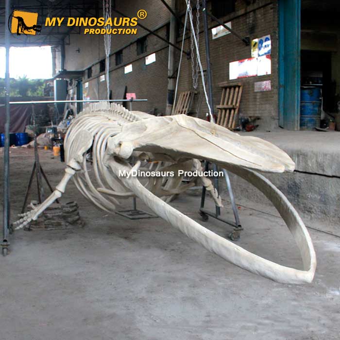 AS-080  博物馆展览八米长蓝鲸鲸鱼化石骨架