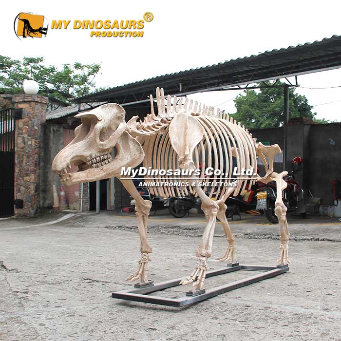 AS-101博物馆室内装饰 大型仿真动物骨架化石 巨貘骨骼大型模型