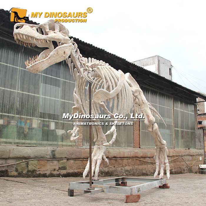 DS-227 6.3米玻璃钢材料比例还原霸王龙仿真骨架模型 恐龙化石摆件玩具