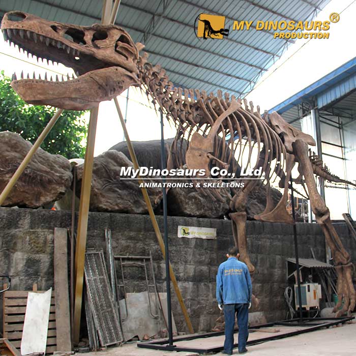 DS-233 12.5米玻璃钢材料仿真霸王龙骨架化石模型 拼装恐龙装饰摆件