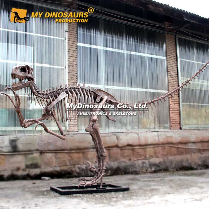 DS-238  龙晨时代手工制造定制玻璃钢犹他盗龙化石骨架