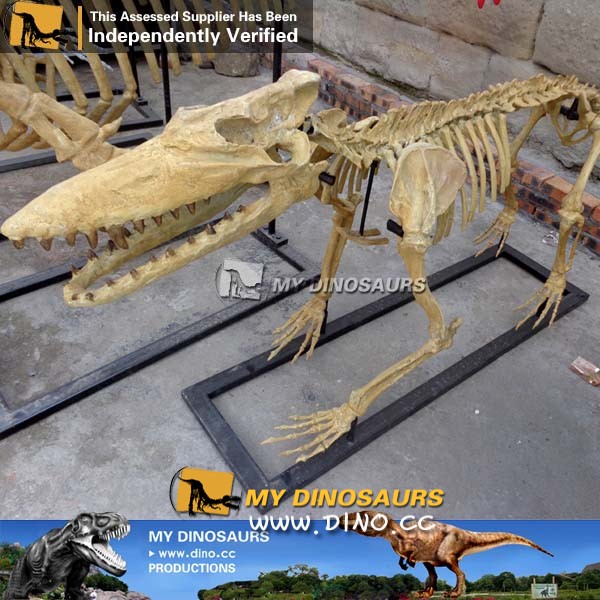 AS-006古生物骨架化石-仿真巴基斯坦古鲸