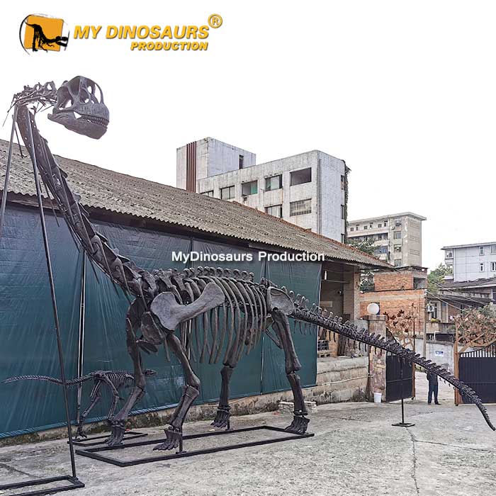 DS-0153 博物馆比例还原圆顶龙化石骨架模型