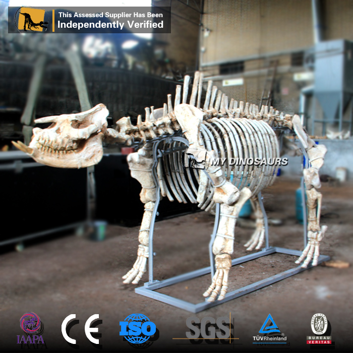 AS-075 古生物大唇犀骨架大型化石模型