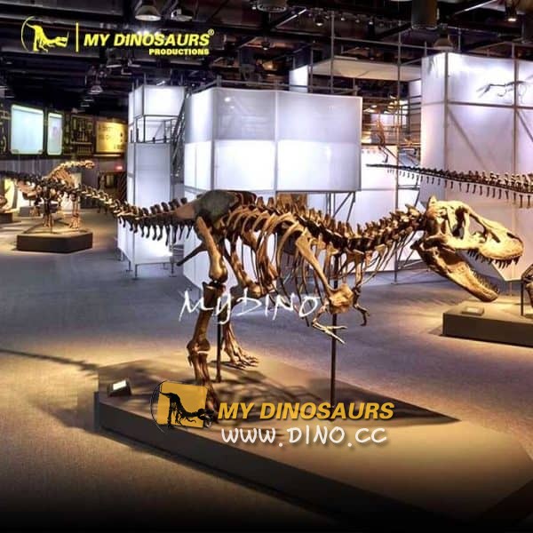 DS-112教育性恐龙展览真人大小的霸王龙骨架