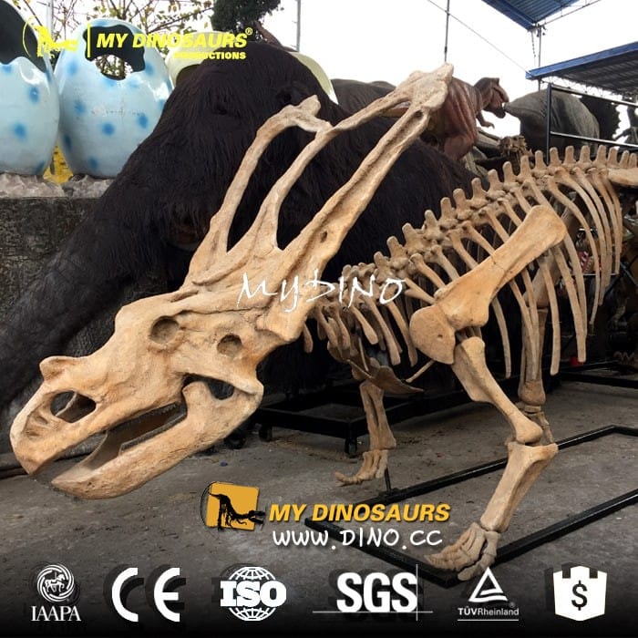 DS-062定制原始比例仿真恐龙化石骨骼——开角龙模型