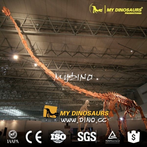DS-052真实比例史前恐龙骨架定做-马门溪龙仿真化石骨架