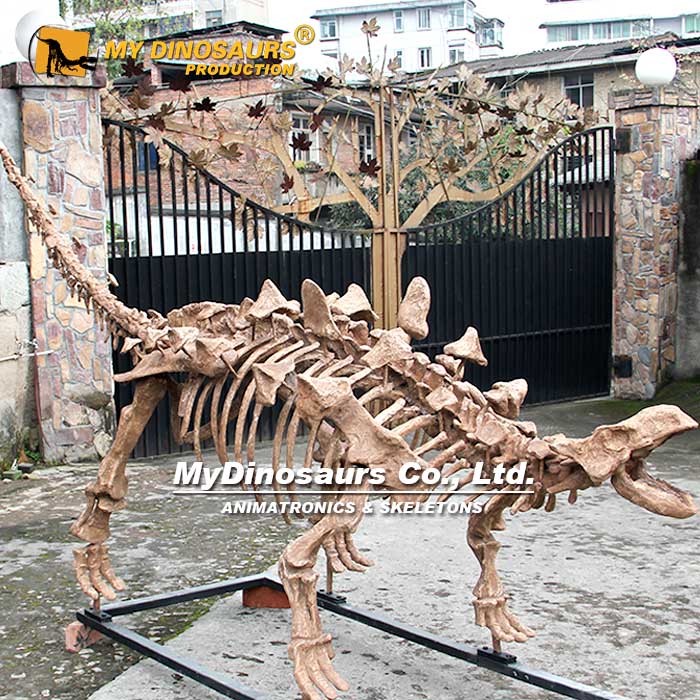 DS-0156 比例还原定制甲龙化石骨架模型
