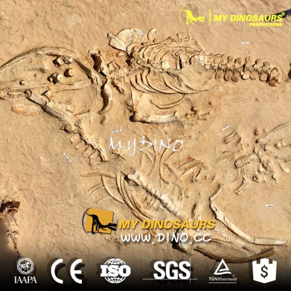 DS-050古生物化石考古挖掘现场-仿真化石埋藏状态