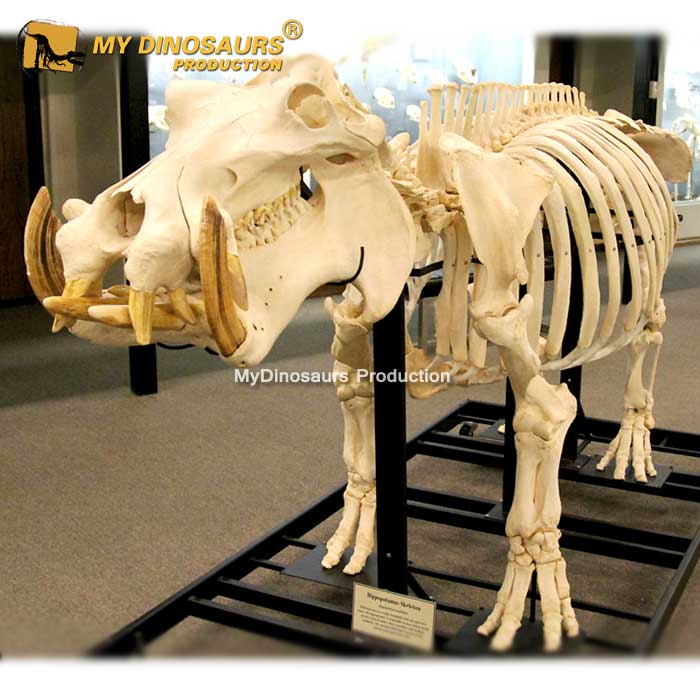 AS-067  景区公园展览豪猪骨架化石模型