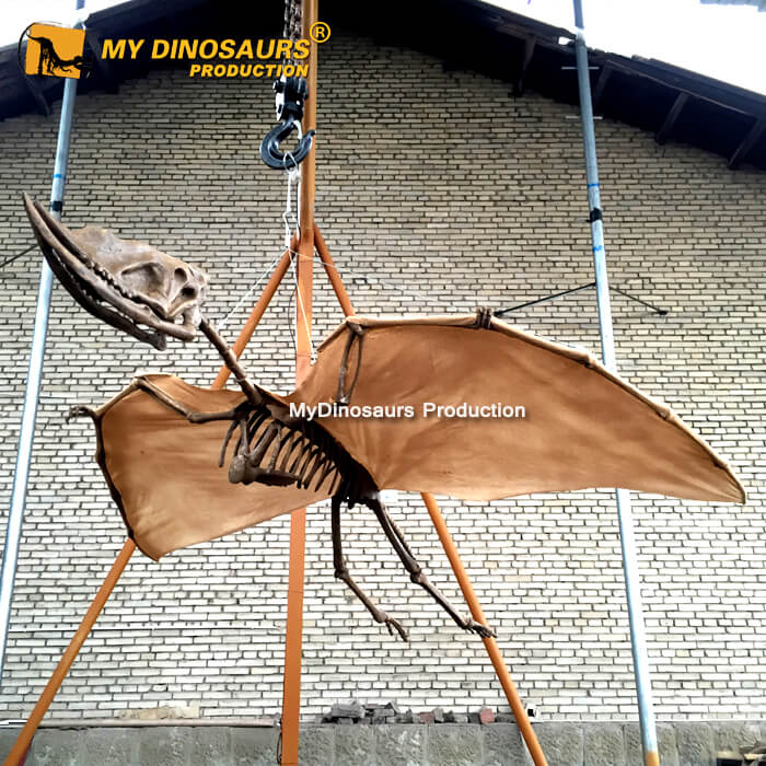 DS-089侏罗纪飞天狭鼻翼龙骨架模型