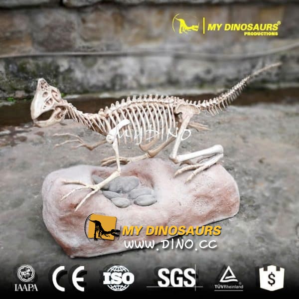 DS-074恐龙化石展览，窃蛋龙化石出售