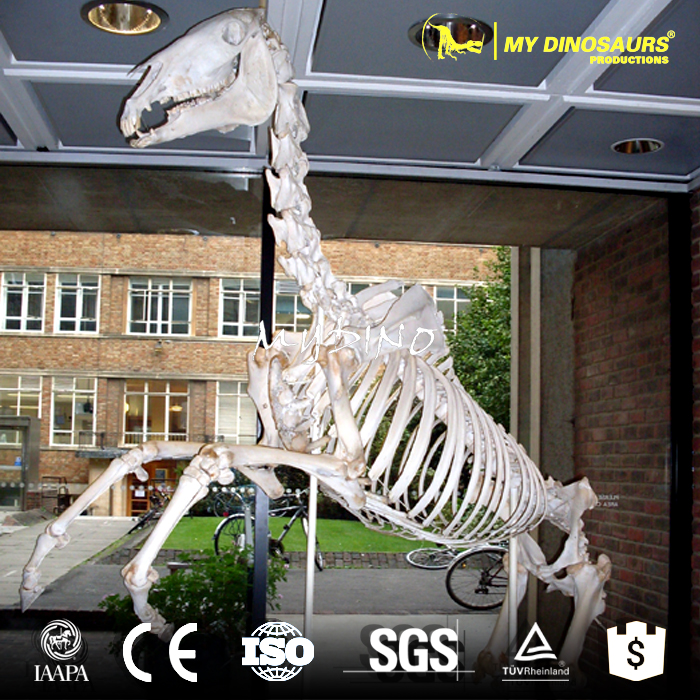 AS-063 古生物化石展览马骨架玻璃钢模型