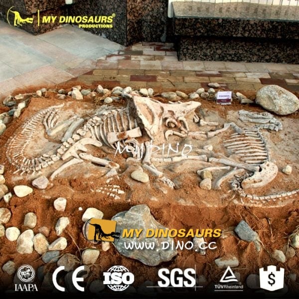 DS-016 恐龙考古挖掘现场复制-恐龙打斗化石