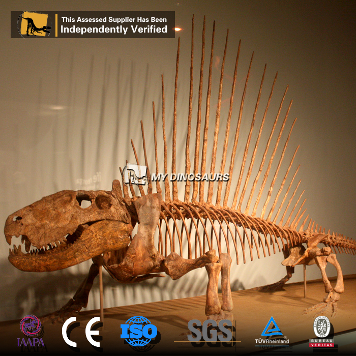 DS-0181 异齿龙白垩纪生物化石骨架