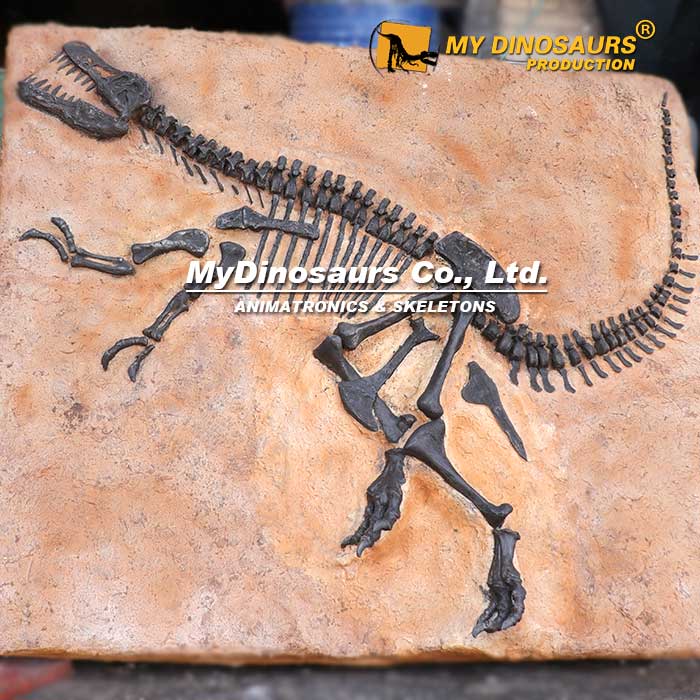 DS-0134 博物馆恐龙化石板霸王龙骨架复制品
