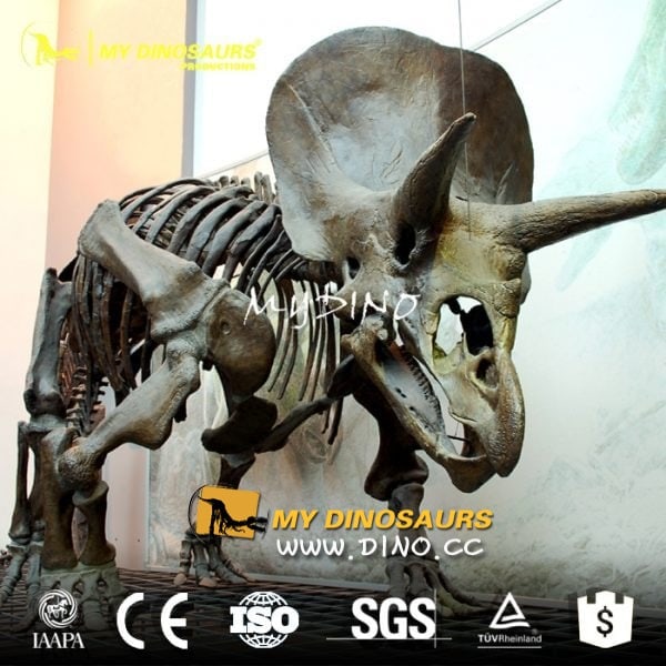 DS-005侏罗纪主题公园道具-仿真三角龙骨架