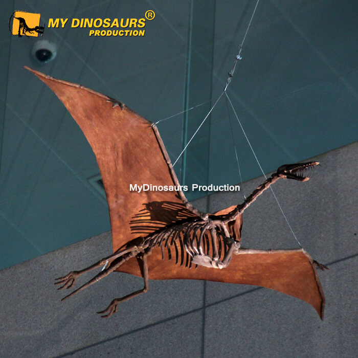 DS-036室内装饰造型恐龙骨架-风神翼龙化石骨架