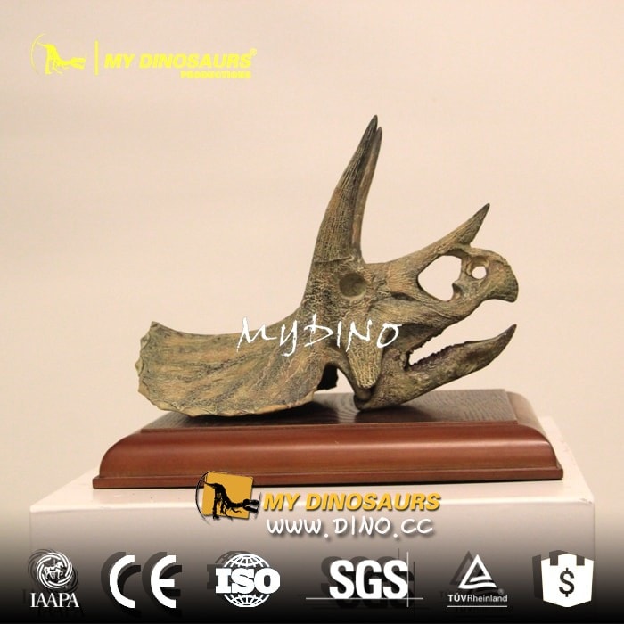 DS-056定制小型恐龙化石头骨标本——仿真三角龙头骨