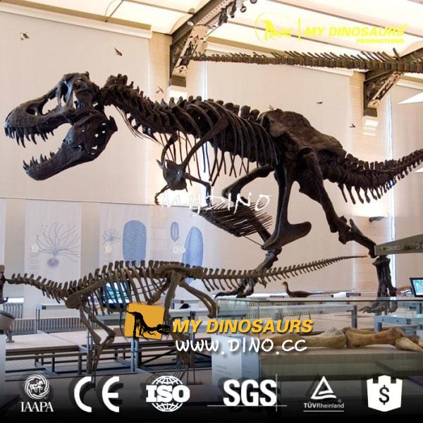DS-033 房地产展览宣传道具仿真骨架-霸王龙化石骨架