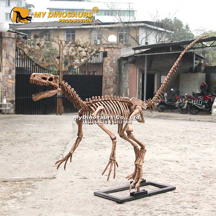 DS-214 迅猛龙骨架化石恐龙定制装饰