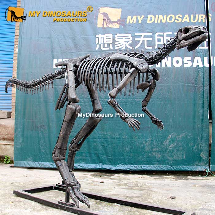 DS-0176  定制橡树龙化石骨架模型