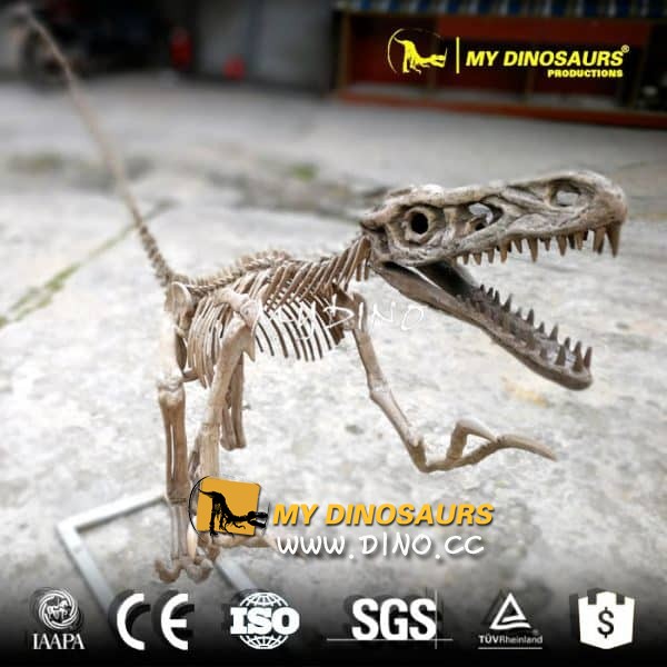 DS-071出售手工制作的原始大小迅猛龙化石模型