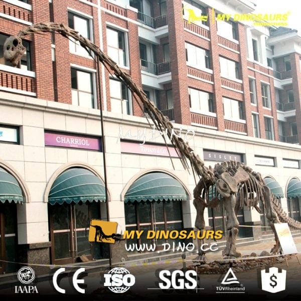 DS-006博物馆展品复制恐龙标本-仿真峨眉龙骨架