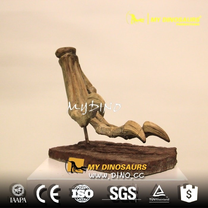 DS-055定制仿真恐龙化石摆件模型——迅猛龙脚骨