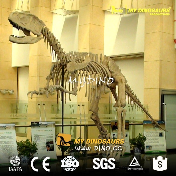 DS-059定制博物馆仿真恐龙骨架化石-永川龙