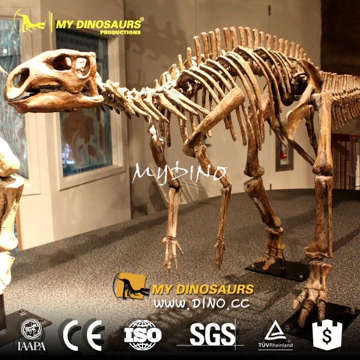 DS-067原始大小恐龙模型——博物馆材质化石模型巴克龙