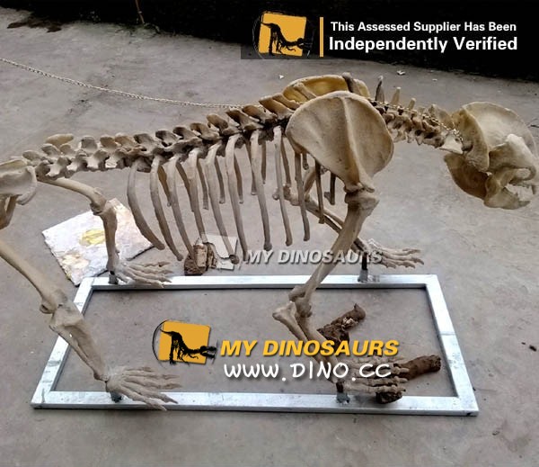 AS-031动物园仿真动物骨架模型定做-仿真熊猫骨架
