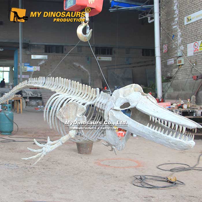 AS-051 杀人鲸虎鲸定制玻璃钢化石骨架