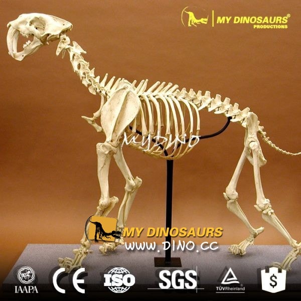 AS-001动物园展品仿真动物骨架模型-仿真剑齿虎骨架