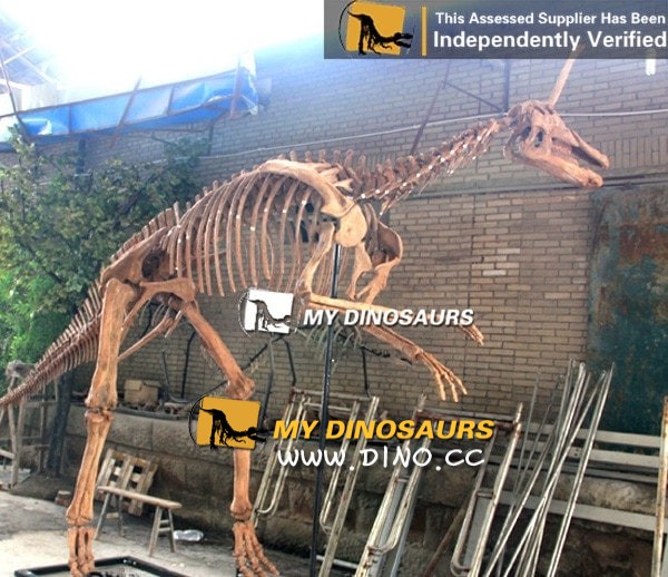 DS-030 龙晨时代逼真的博物馆复制品-青岛龙化石骨架
