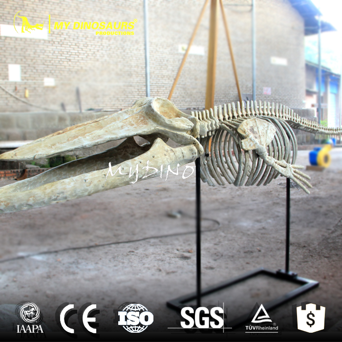 AS-081 三米长蓝鲸鲸鱼化石骨架定制模型