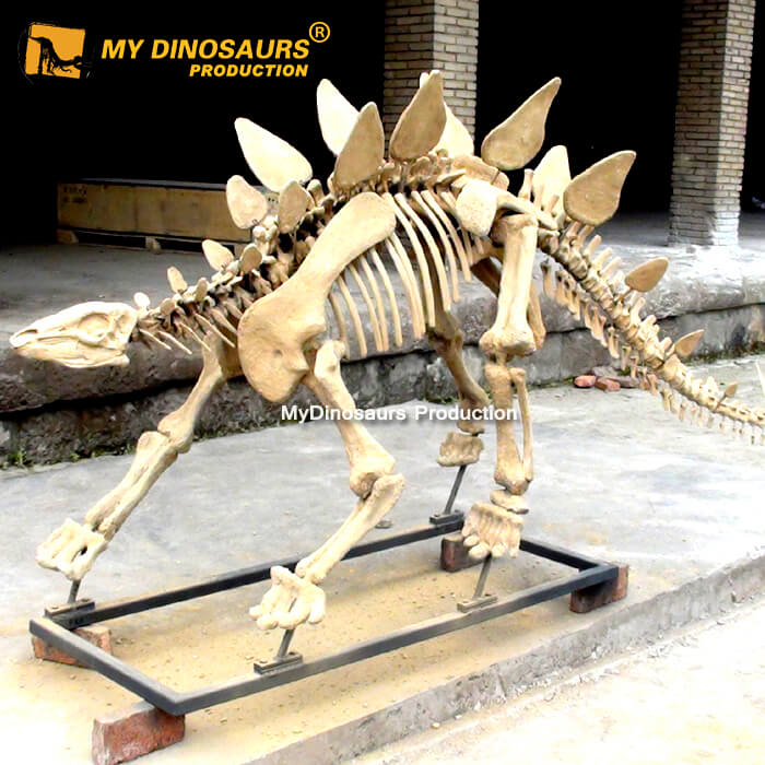 DS-0172  恐龙院内景区玻璃钢装饰剑龙化石骨架