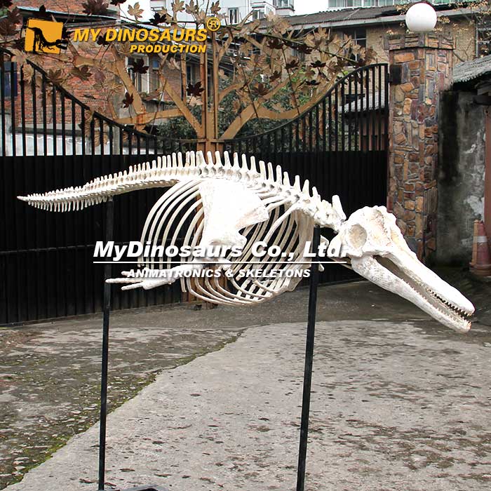 AS-072 装饰海豚骨架化石定制模型