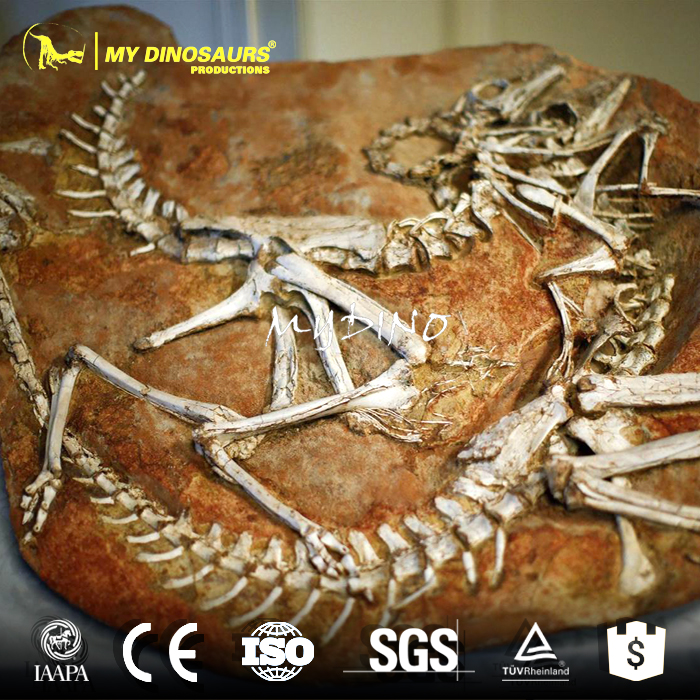 DS-0127 真实尺寸恐龙发掘化石板，骨骼拼图