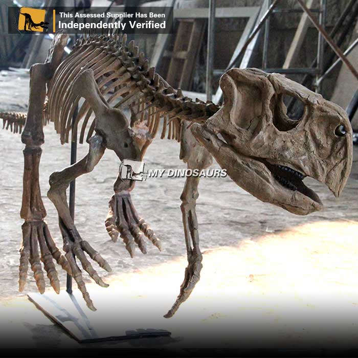 DS-0180 侏罗纪公园照片鹦鹉嘴龙化石骨架