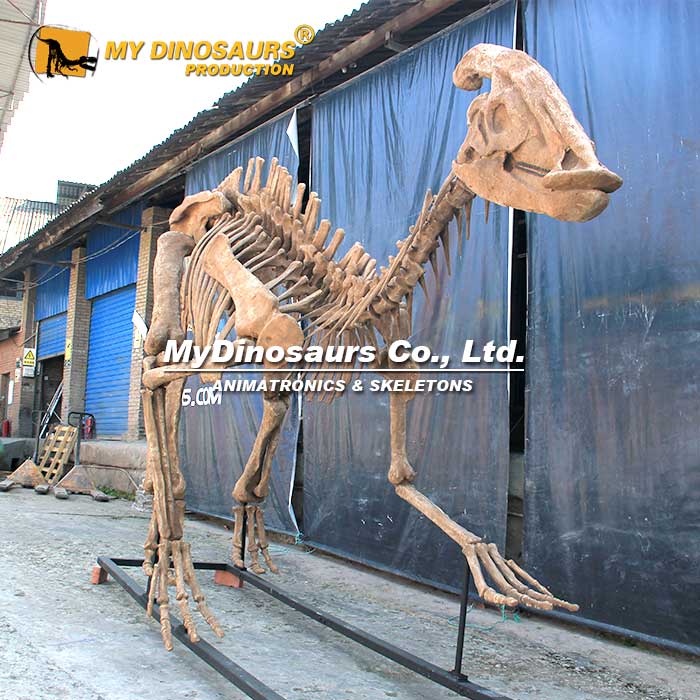 DS-0151 博物馆收藏副栉龙化石骨架模型