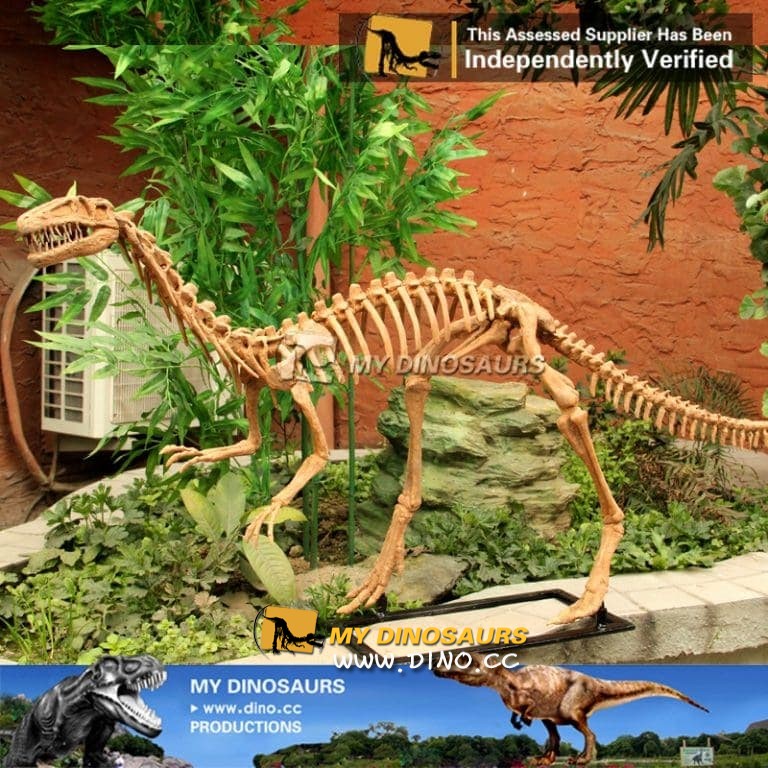 DS-024 博物馆仿真恐龙骨架定做-仿真腔骨龙骨架