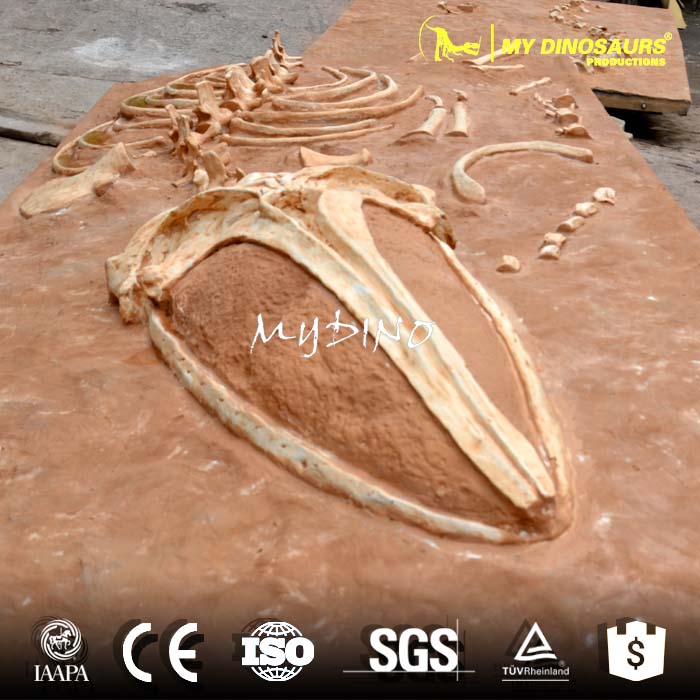 AS-039 蓝鲸鲸鱼博物馆收藏骨架化石板