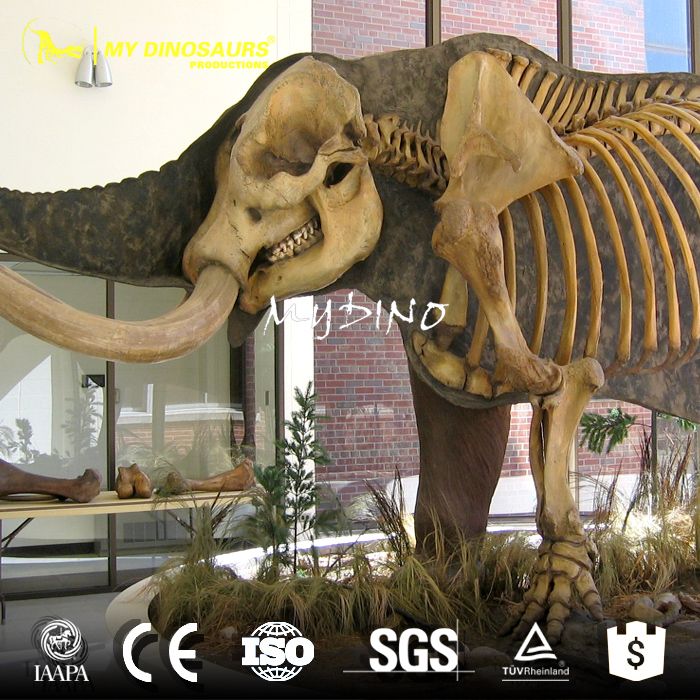 AS-085  展览用引流展示大象骨架化石模型