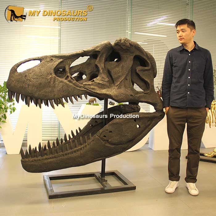 DS-0135 还原仿真霸王龙化石骨架头骨模型