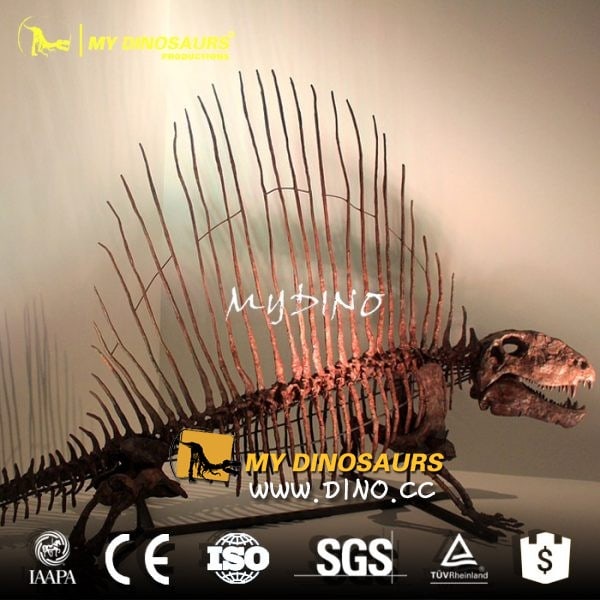 DS-064小型博物馆化石收藏品——异齿兽骨骼模型